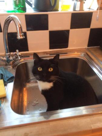 funny-cat-sitting-in-a-sink