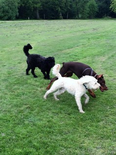 Dog Sitter in South Manchester