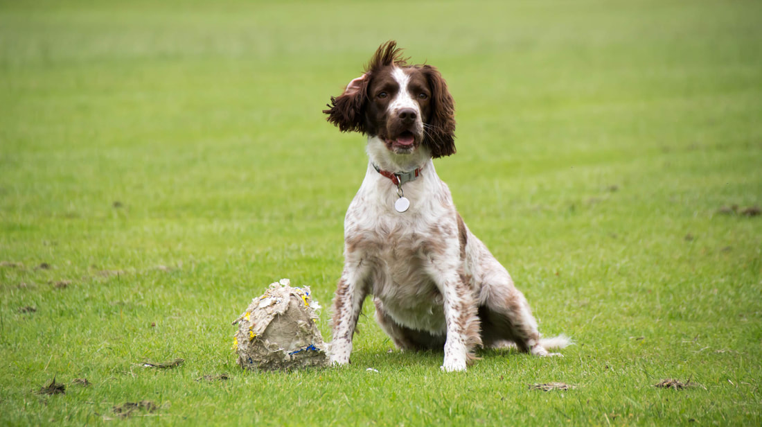 Spaniel with her ball