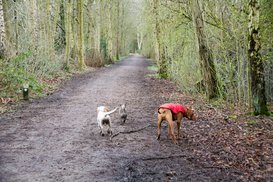 dog walk in the woods