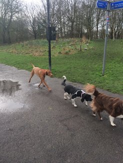group dog walk in Chorlton