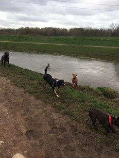 dog walks by the river