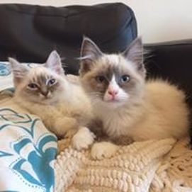 Two very cute kittens