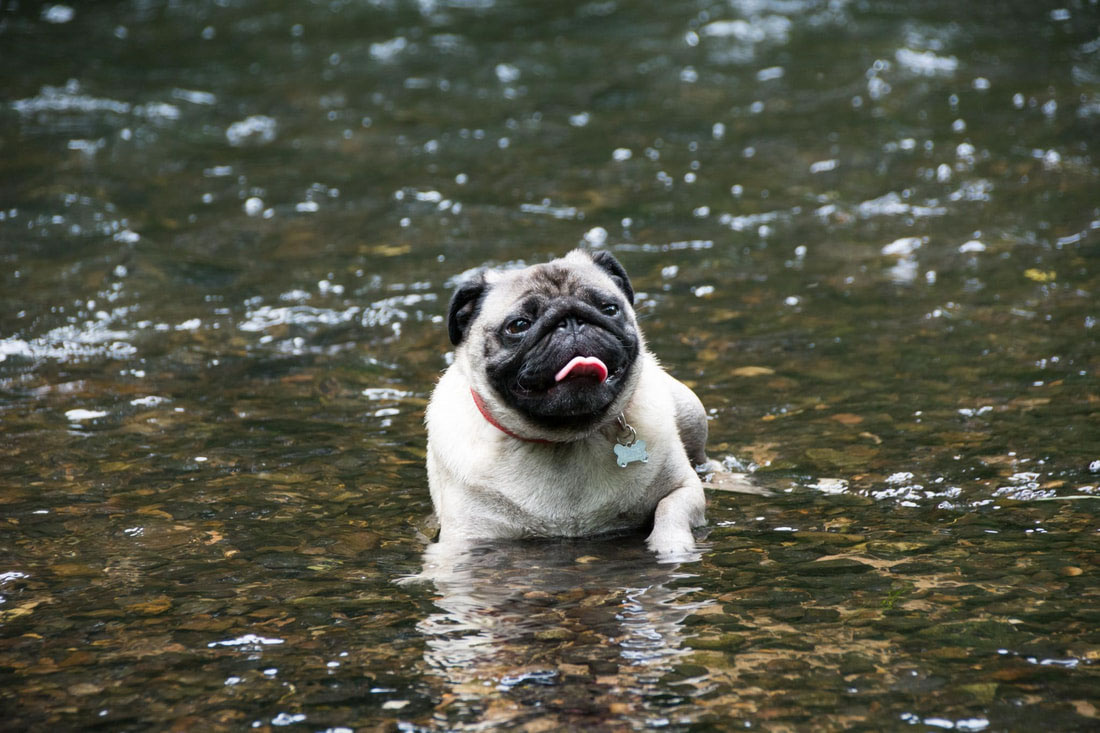 Dog cooling down in the river